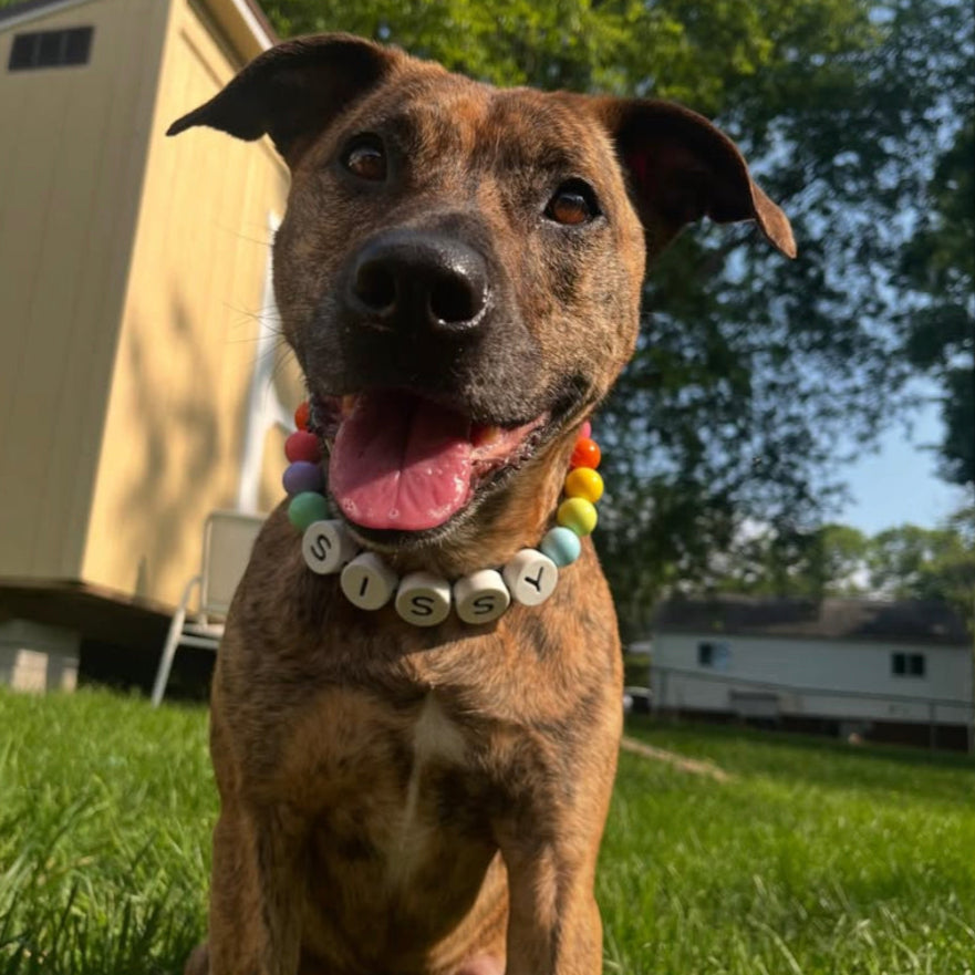 PawCharm Collar + Free Matching Bracelet