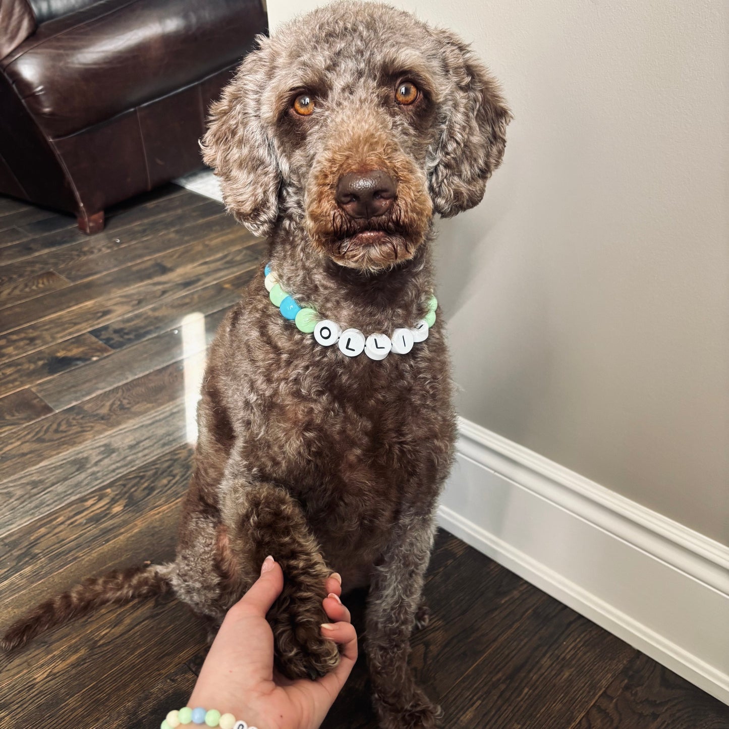 PawCharm Collar + Free Matching Bracelet