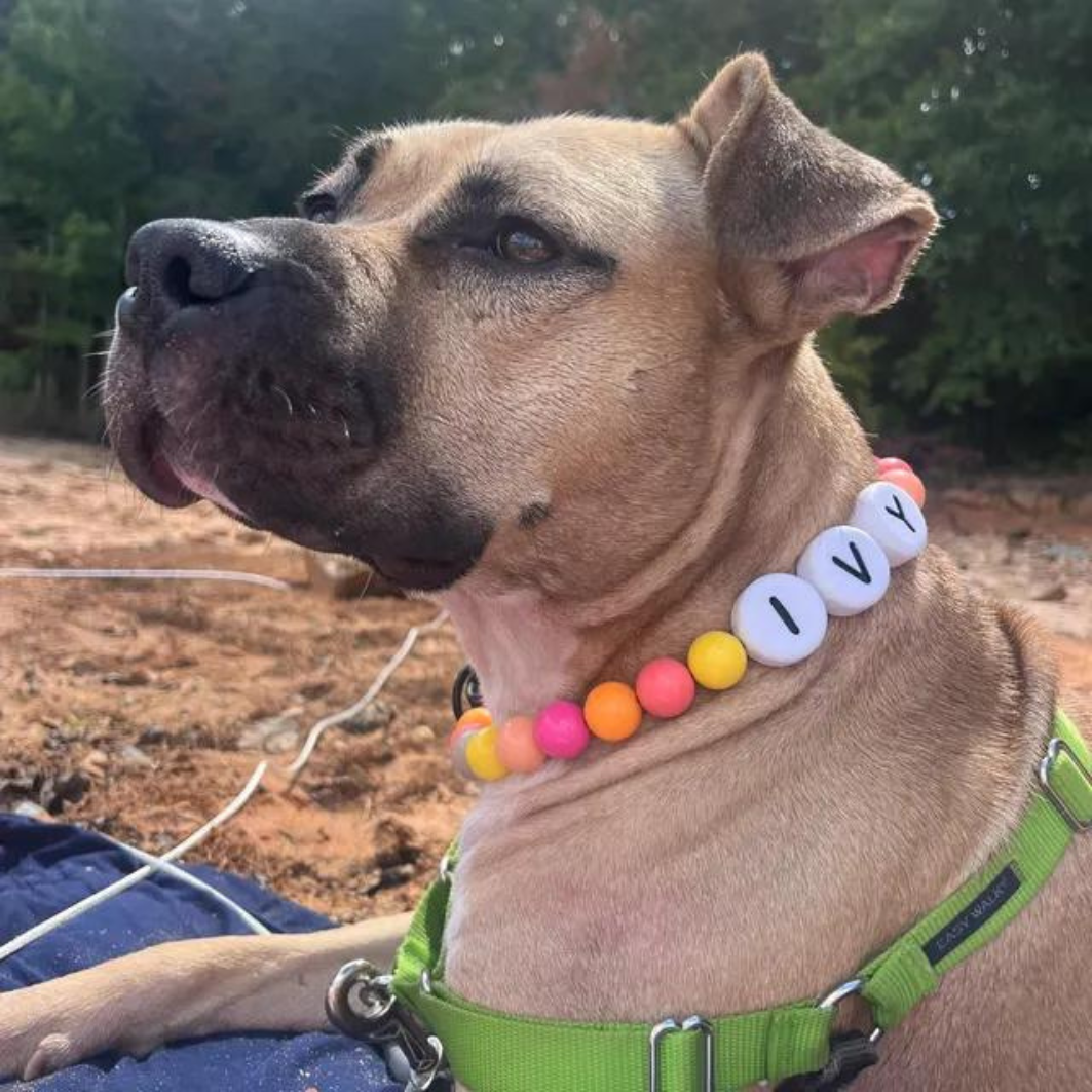 PawCharm Collar + Free Matching Bracelet